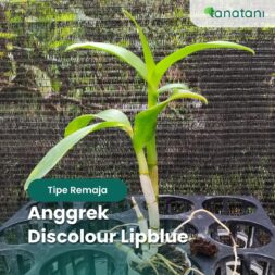 Tipe Remaja Anggrek Discolour Lipblue