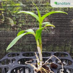 Tipe Remaja Anggrek Discolour Lipblue - Gambar 2