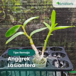 Tipe Remaja Anggrek Lasiantera