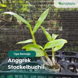 Tipe Remaja Anggrek Stockelbuchii